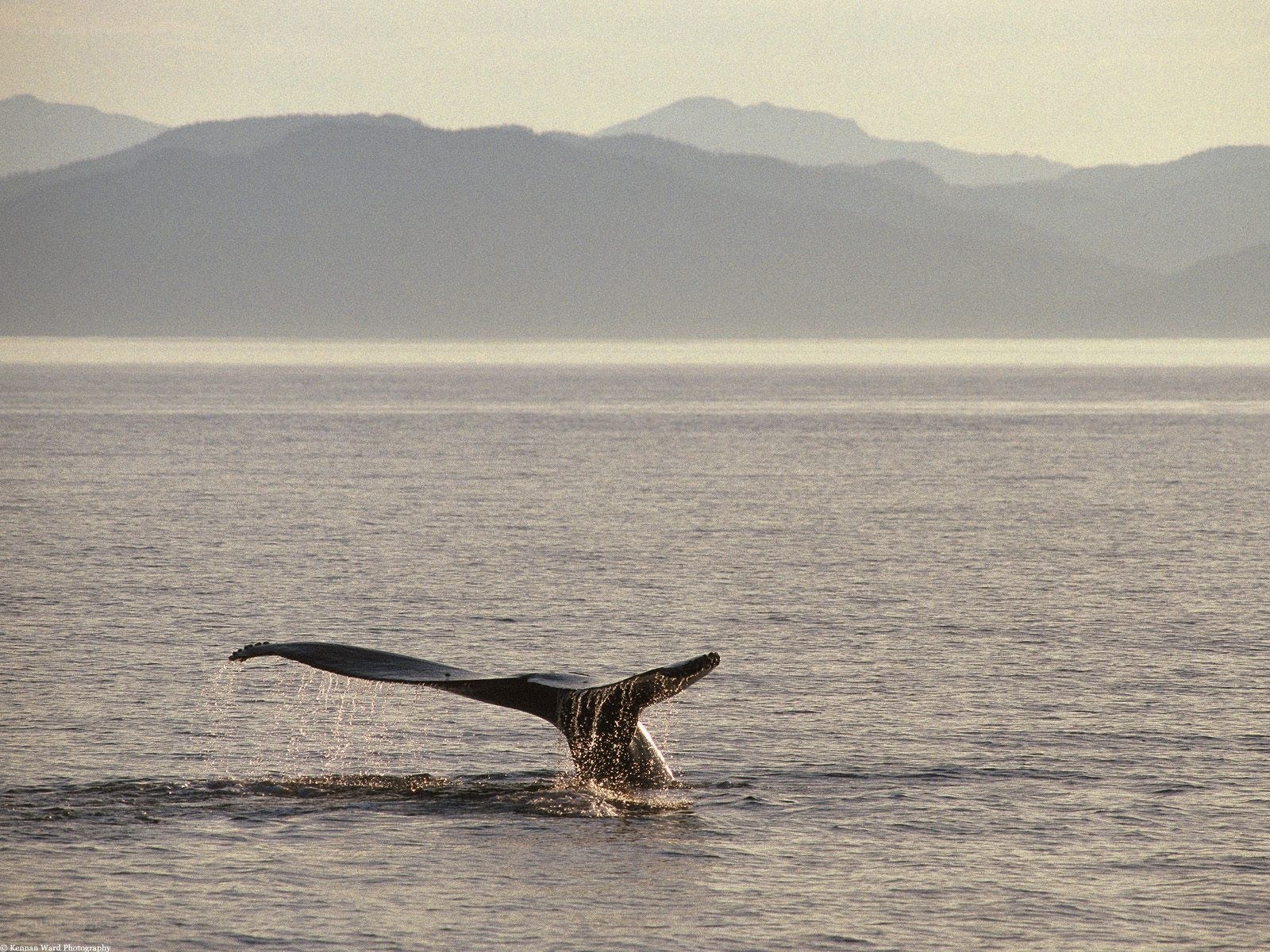 Whale tail in the ocean