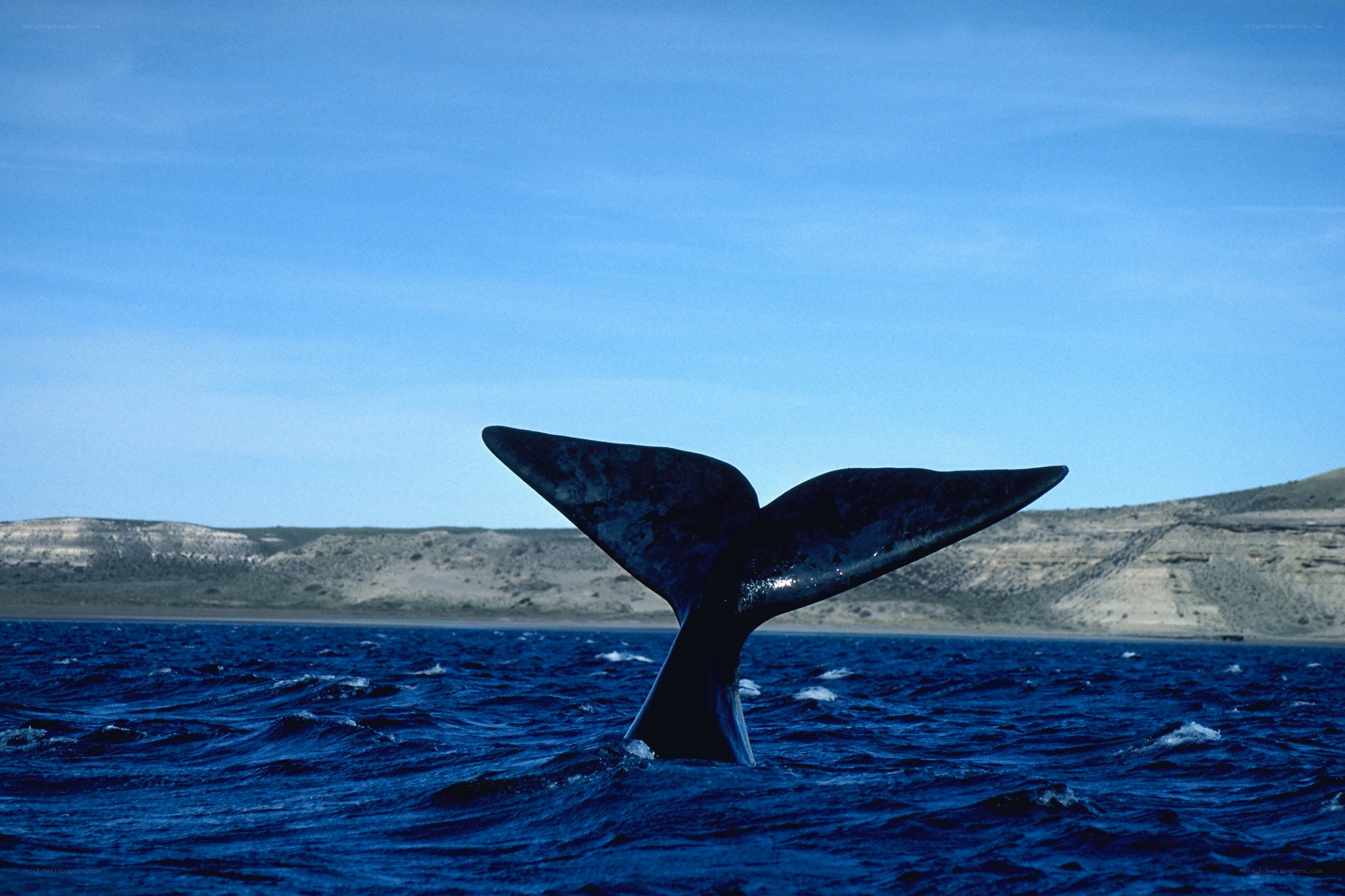 Whale tail in the ocean