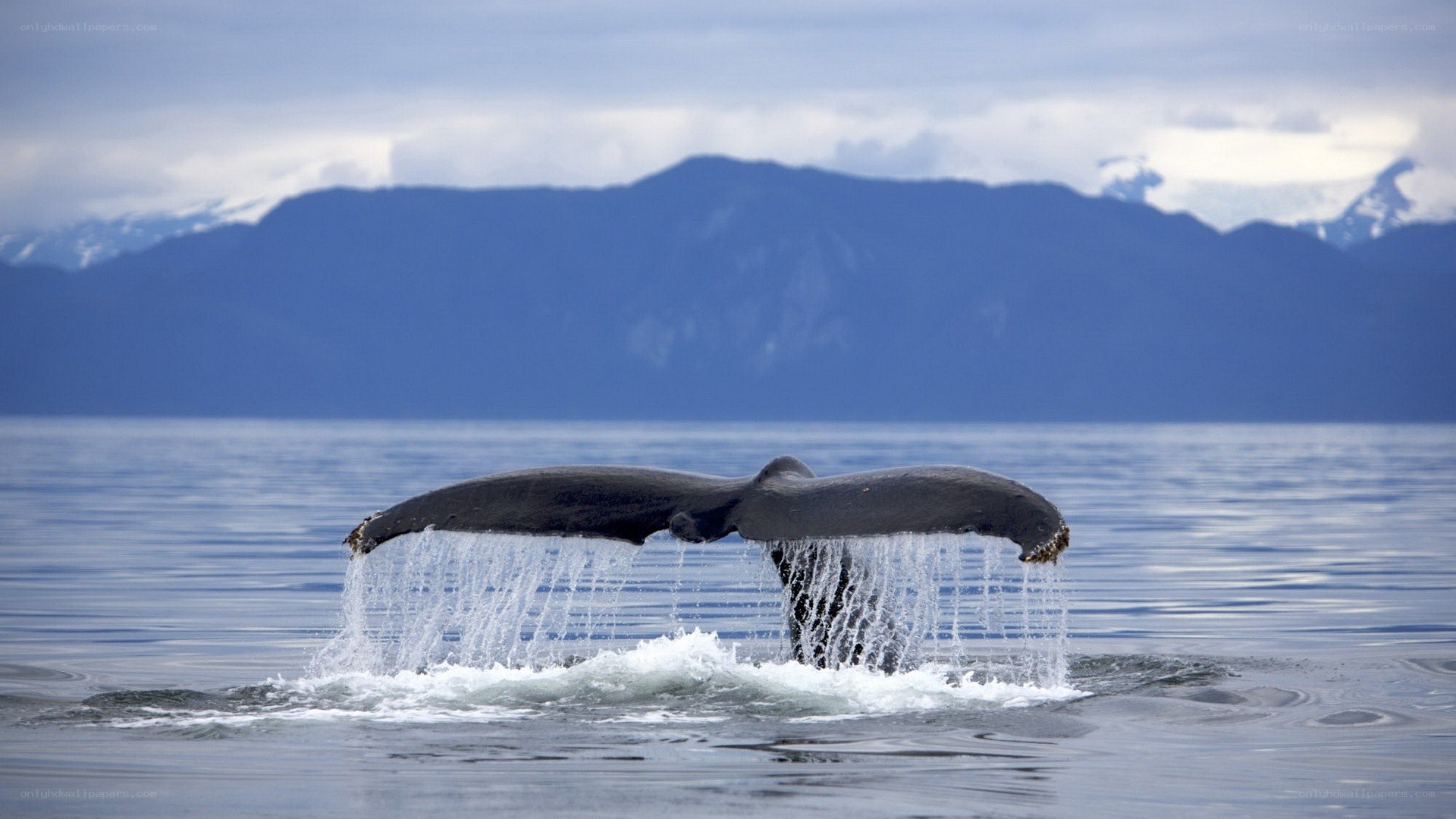 Whale tail in the ocean