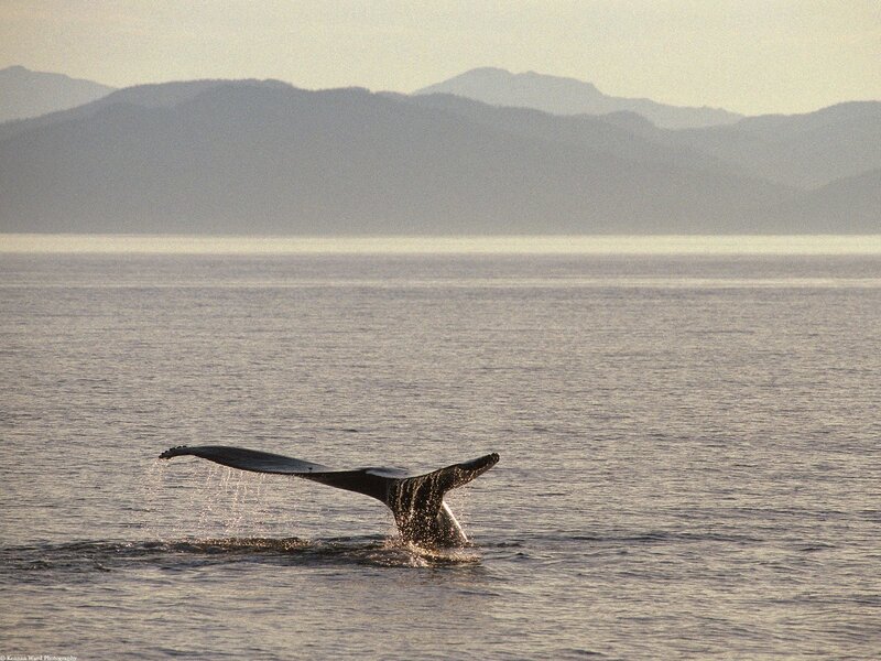 Whale tail in the ocean