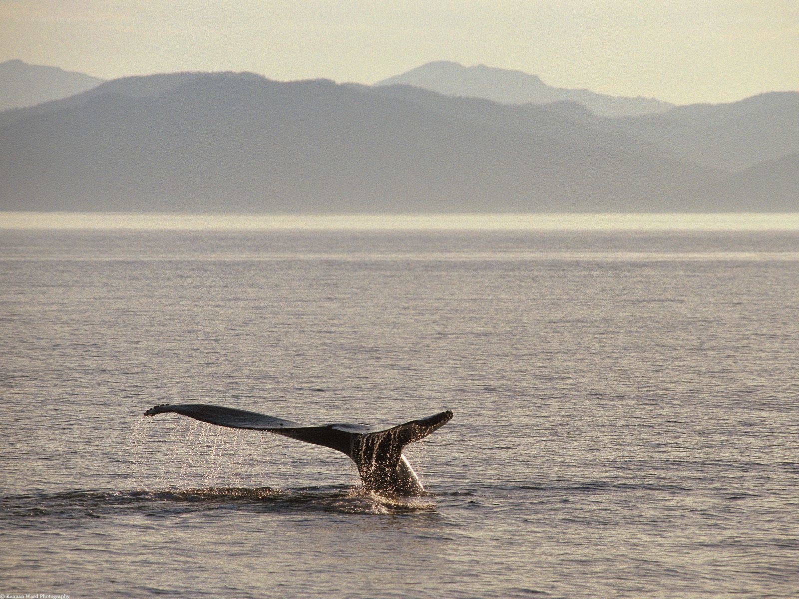 Whale tail in the ocean