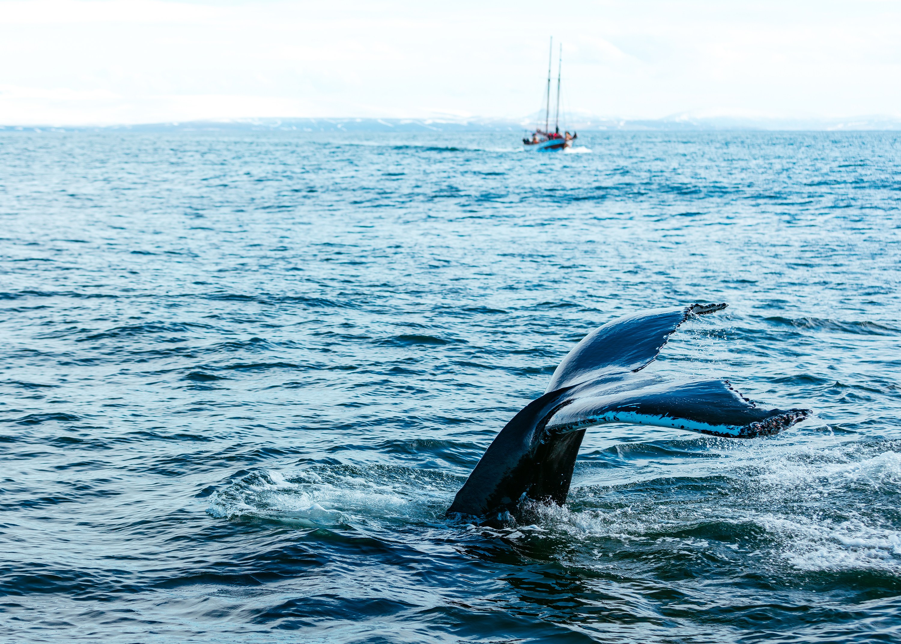 Whale tail in the ocean