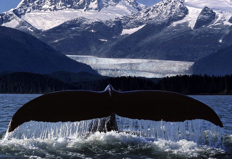 Whale Tail in Water — Black