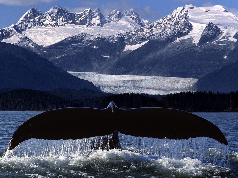 Whale Tail in Water — Blue, Dramatic, Afternoon, Photograph