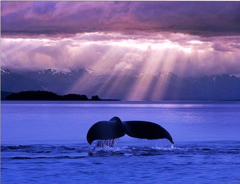 Whale Tail in Water — Blue, Dramatic, Sunset