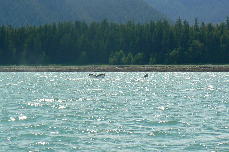 Whale Tail in Water — Blue, Serene, Afternoon