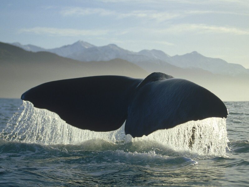 Whale Tail in Water — Blue, Serene, Morning