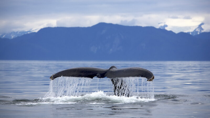 Whale Tail in Water — Blue, Serene