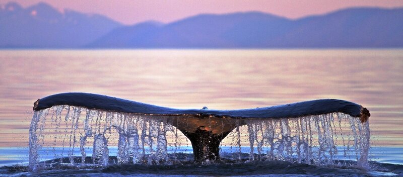 Whale Tail in Water — Blue