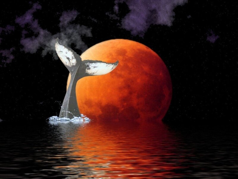 Whale Tail in Water — Red