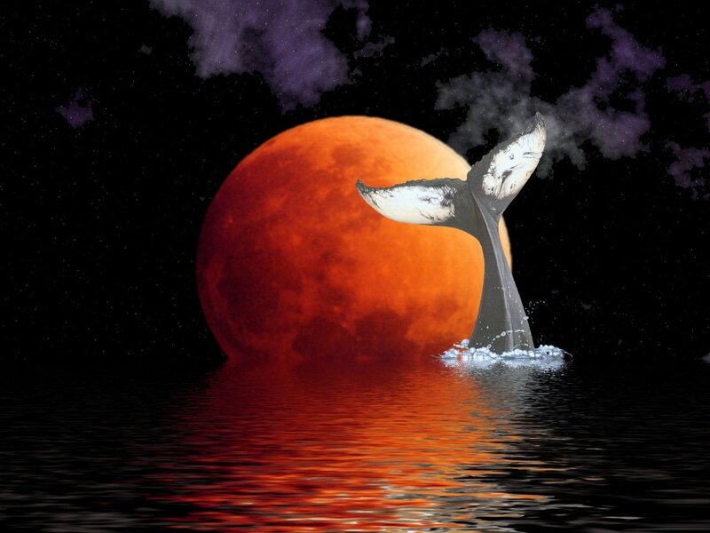 Whale Tail in Water