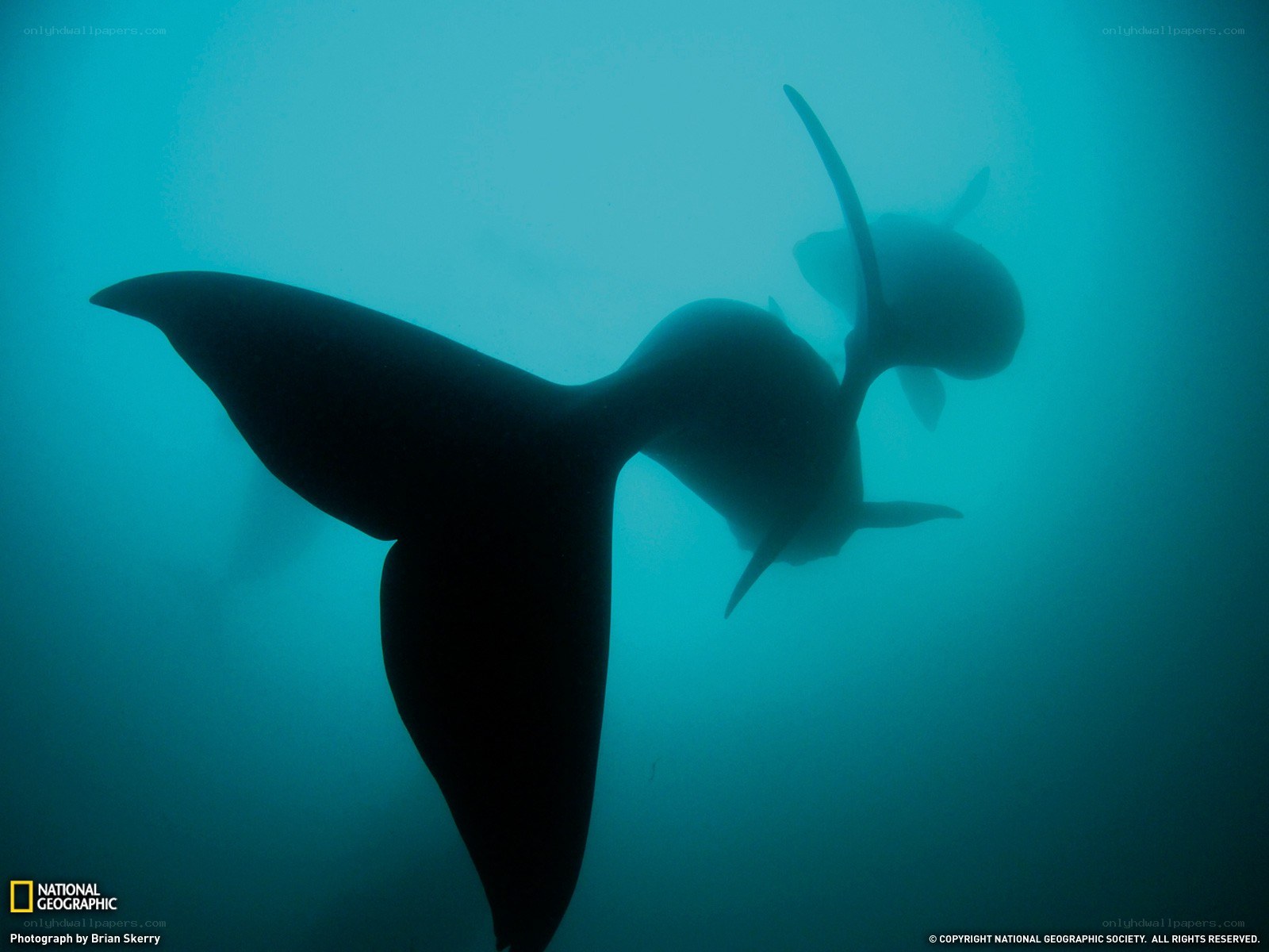 Whale tail silhouette underwater