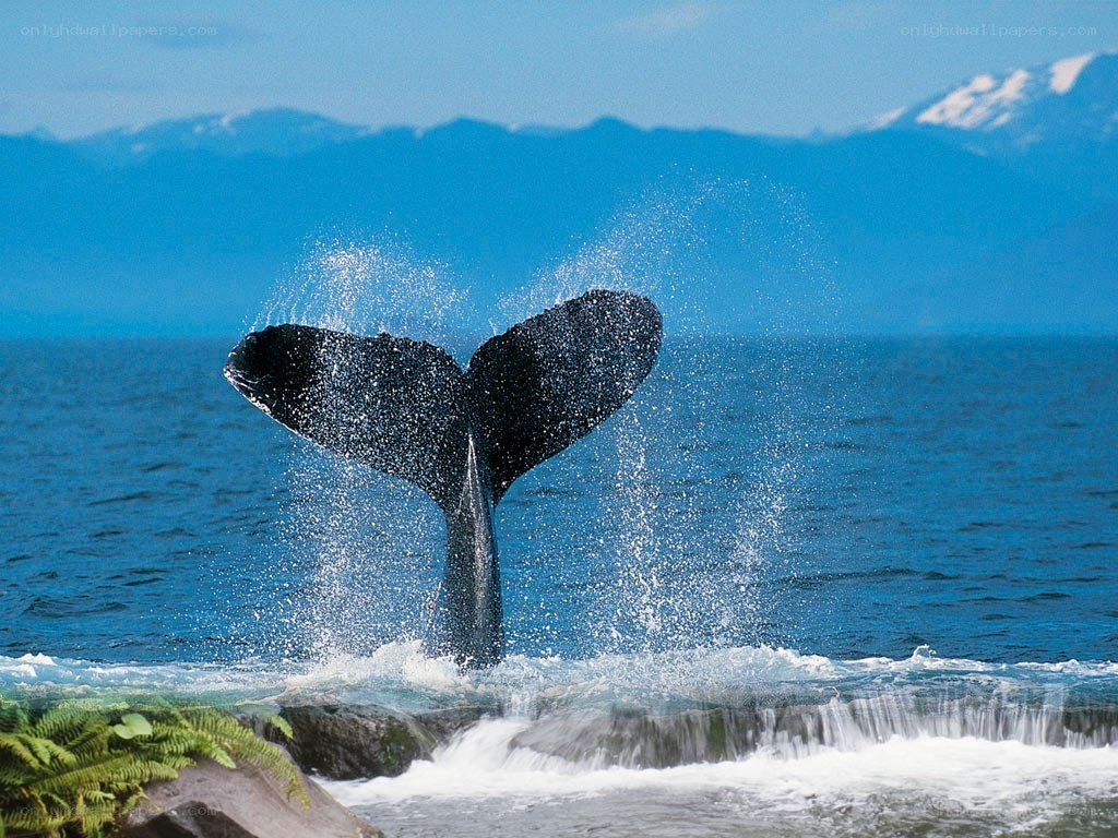 Whale tail splashing in ocean