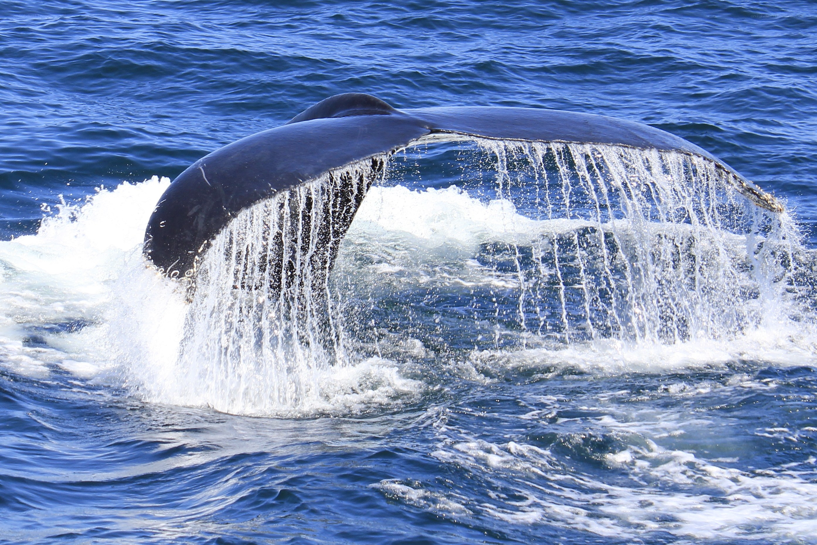 Whale tail splashing in ocean