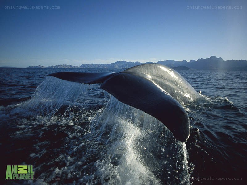 Whale tail surfacing in ocean