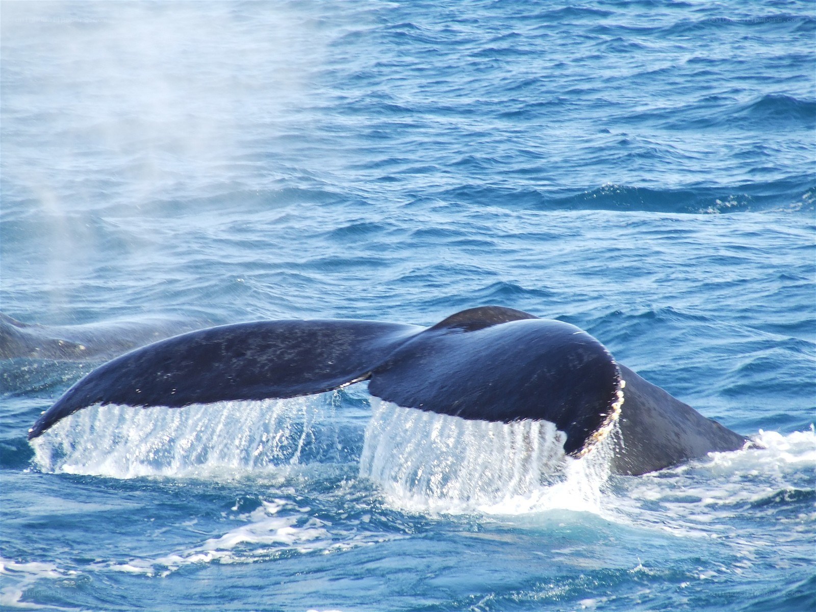 Whale tail surfacing in ocean