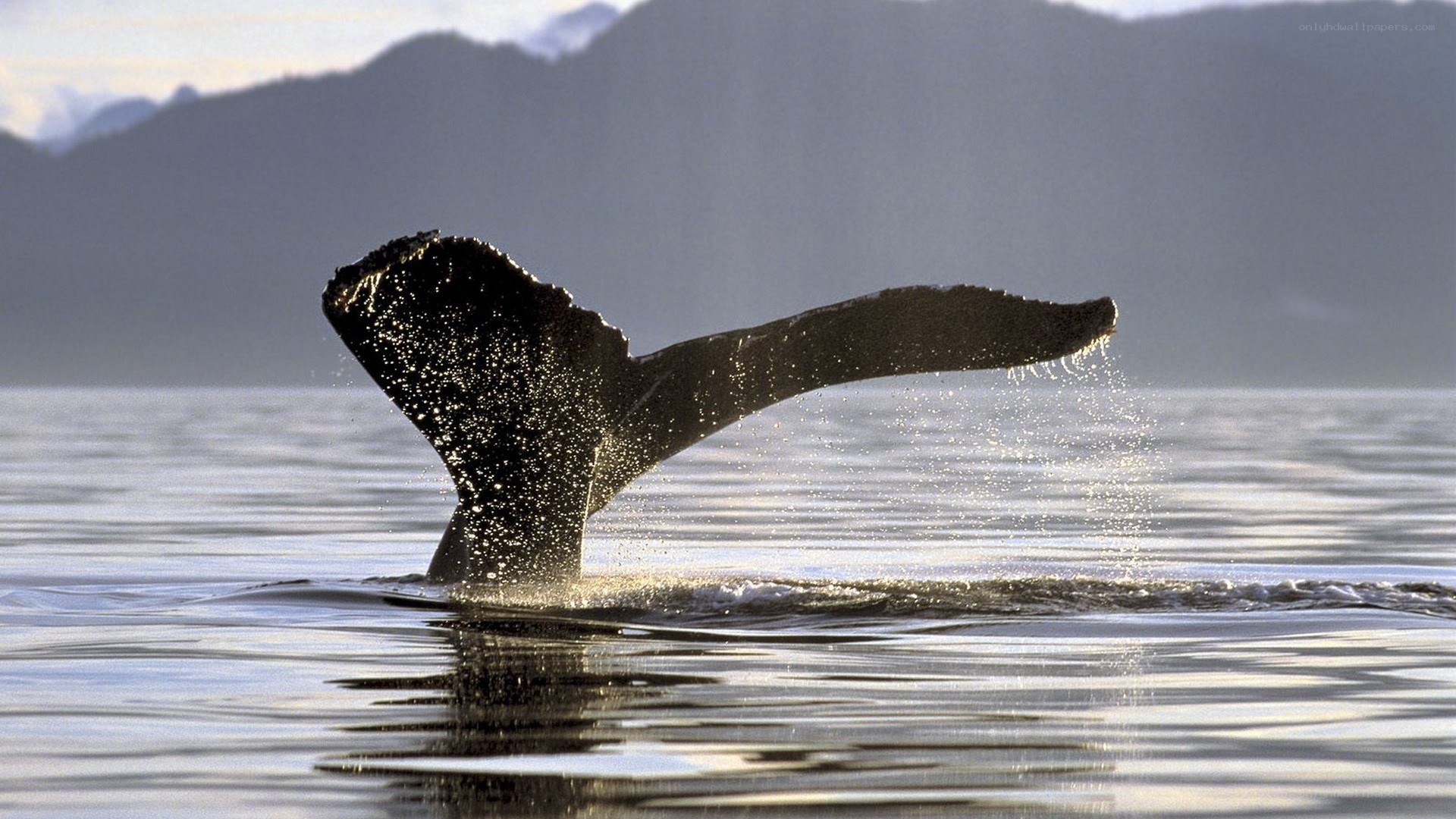 whale tail surfacing in ocean
