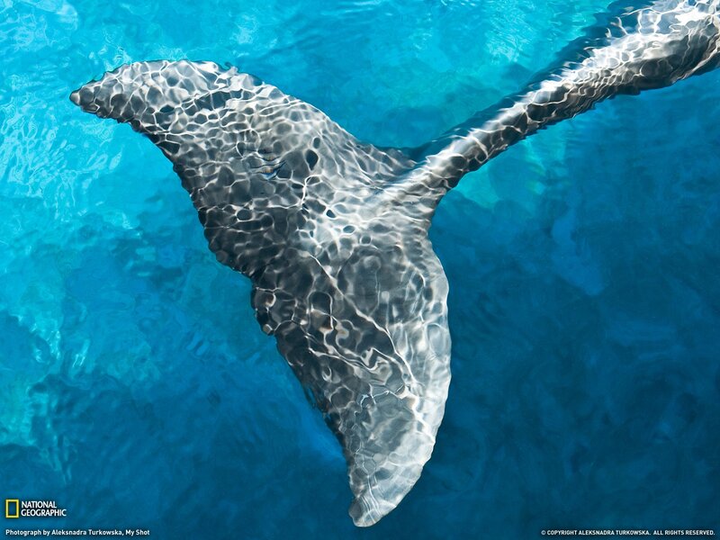 Whale tail underwater
