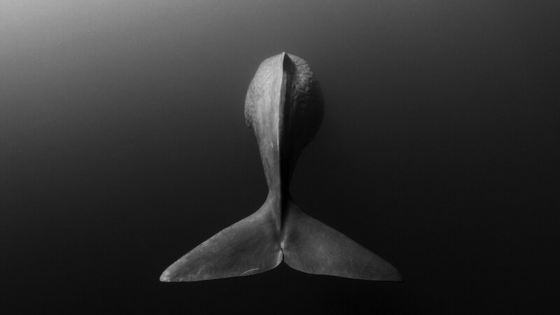 Whale Tail Underwater — Black