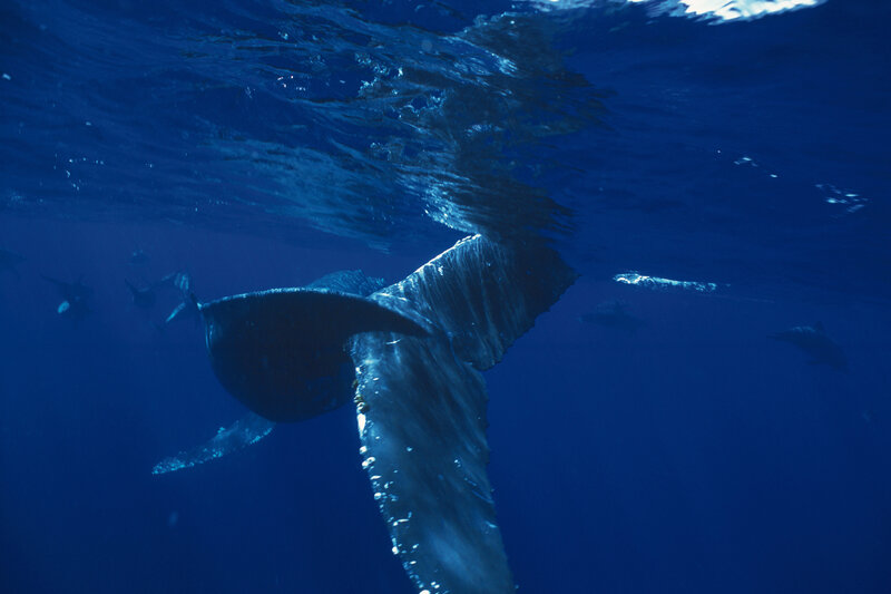 Whale tail underwater