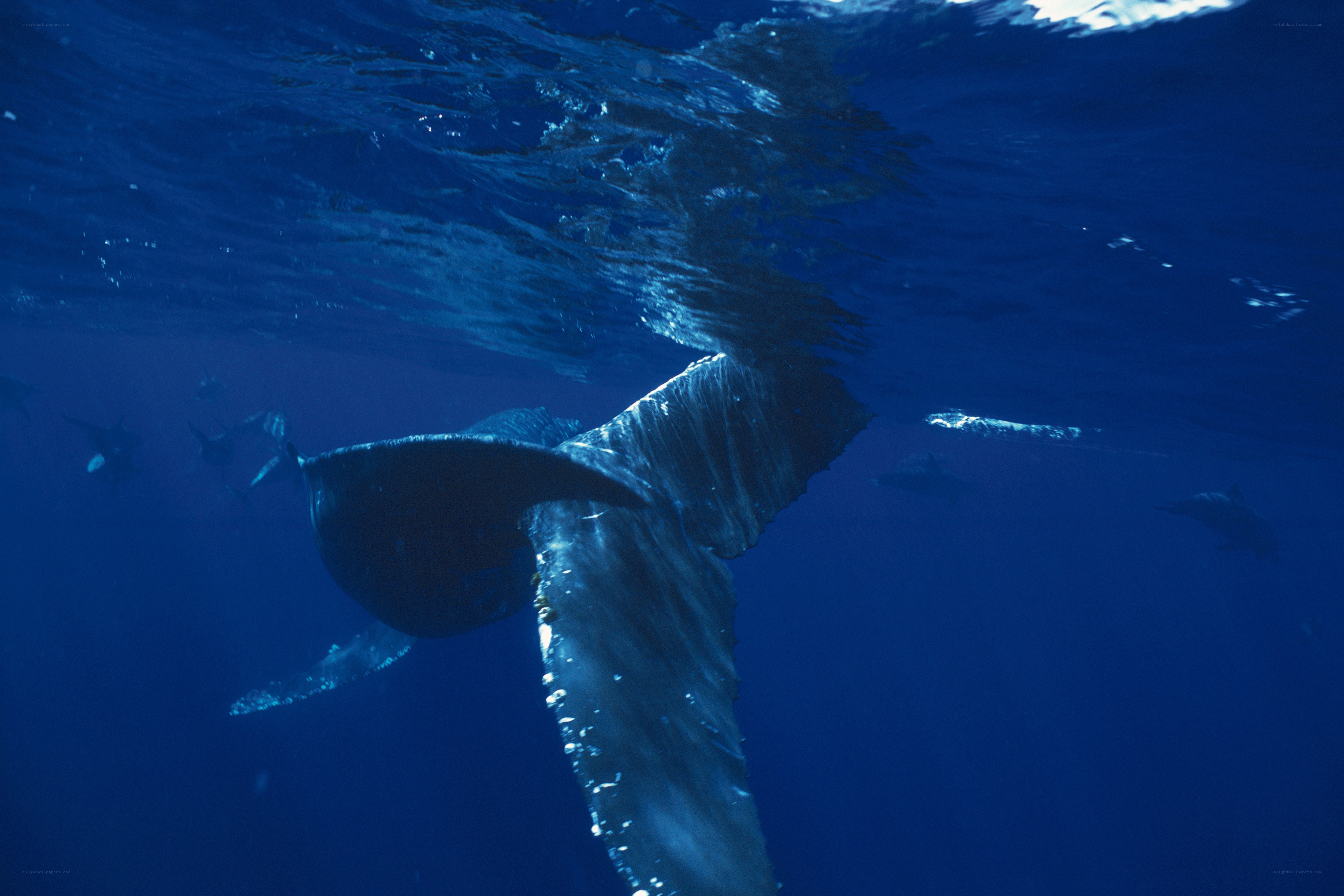Whale tail underwater