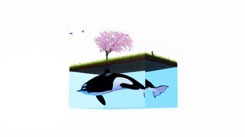 whale under cherry blossom