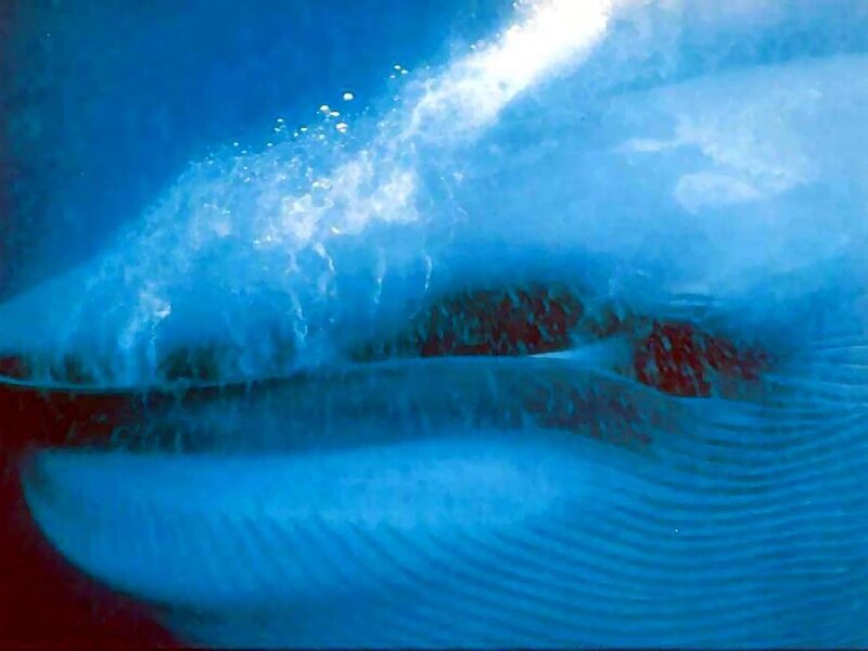 Whale underwater close-up