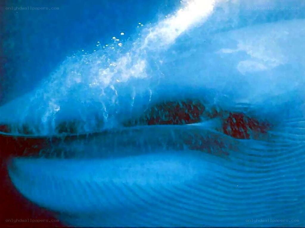 Whale underwater close-up