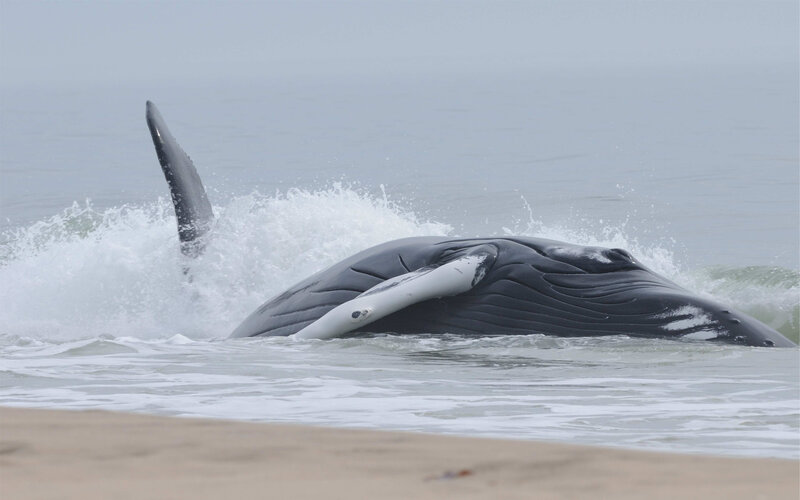 Whale washed ashore on beach