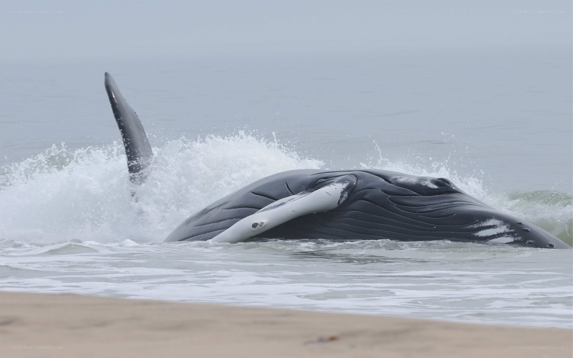 Whale washed ashore on beach