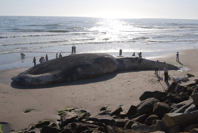 Whale washed ashore on beach