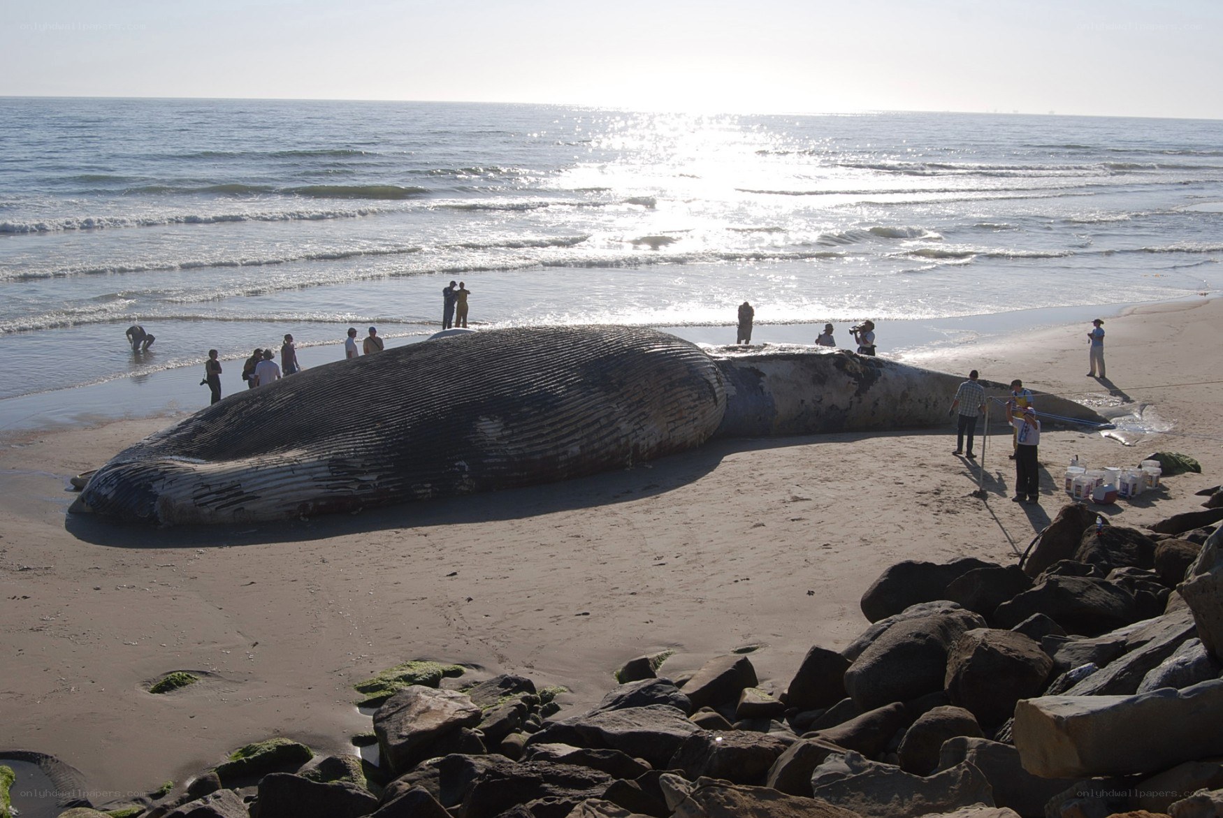 Whale washed ashore on beach
