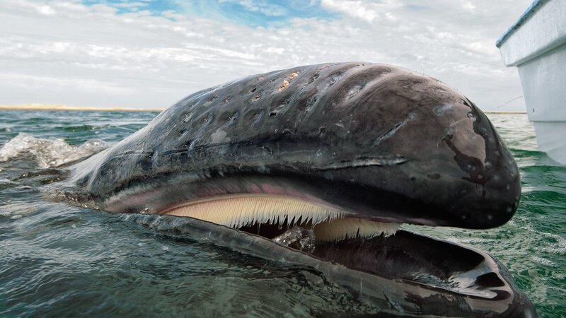 Whale with Open Mouth — Blue