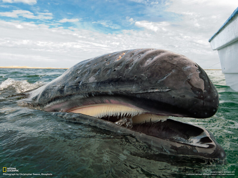 Whale with open mouth