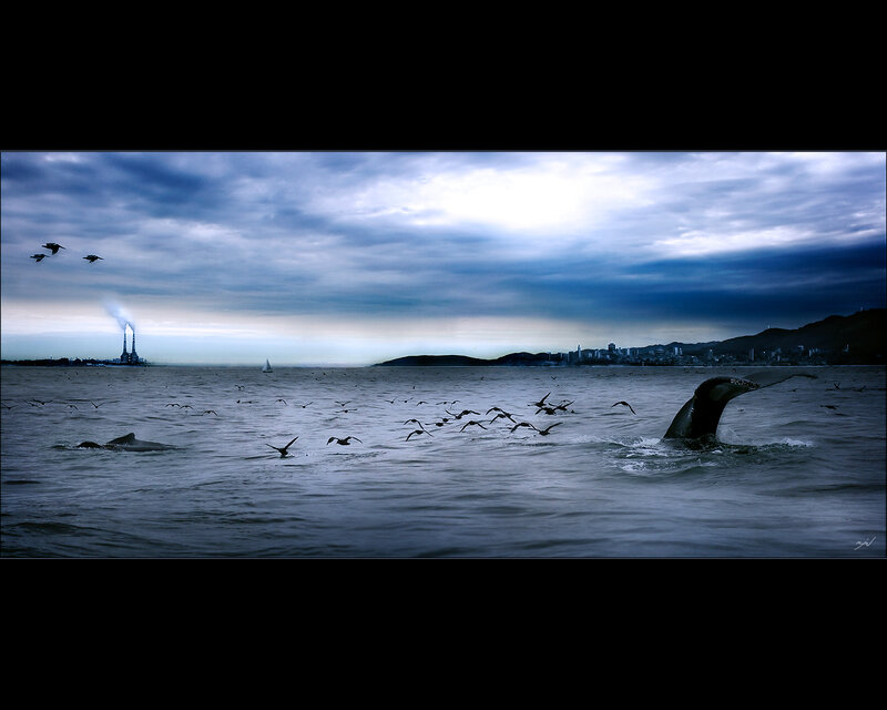Whales and birds over the sea