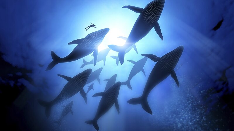 Whales and Diver