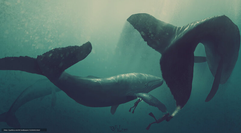Whales and Divers Underwater