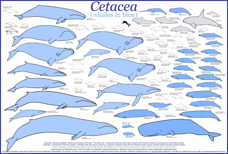 Whales and Dolphins