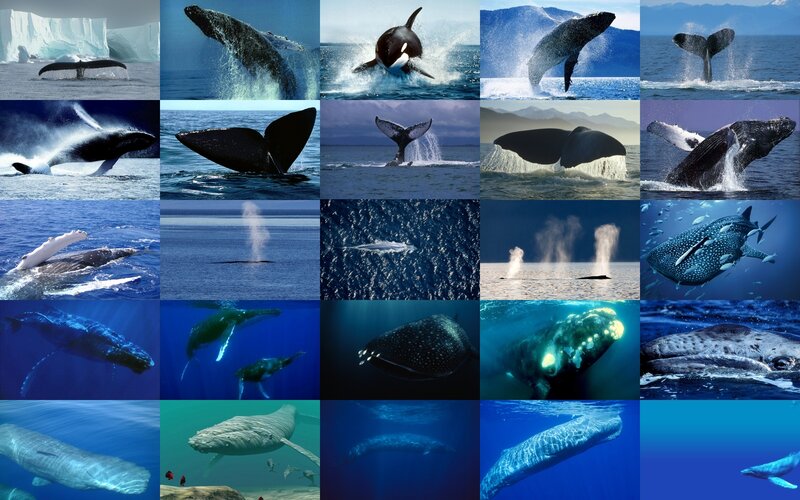 Whales and marine life collage