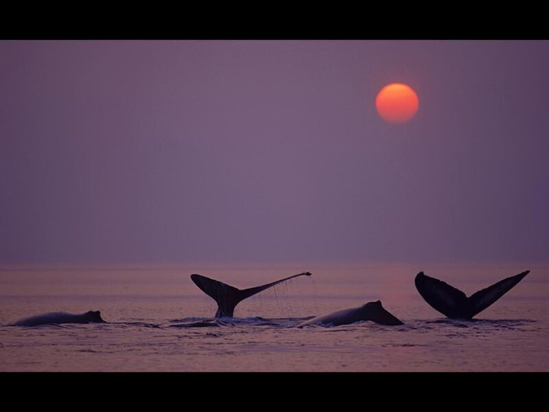 Whales at sunset