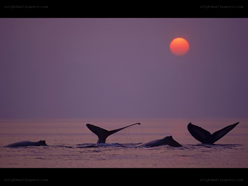 Whales at sunset
