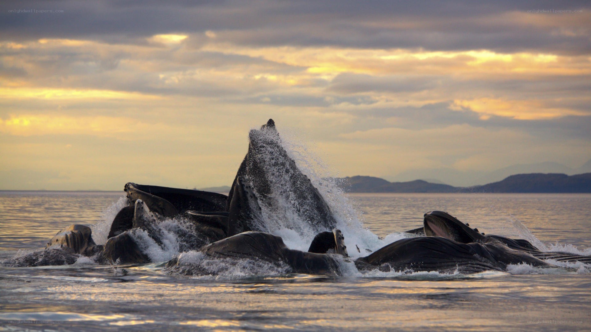Whales breaching at sunset