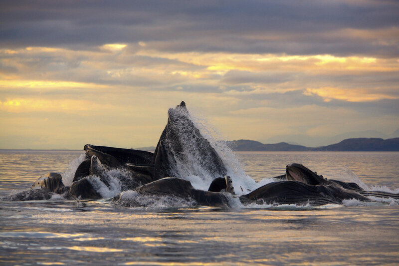 Whales breaching at sunset