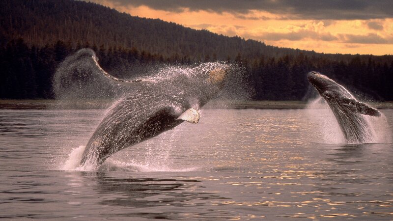 Whales breaching at sunset