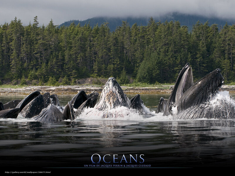 Whales breaching in forested bay