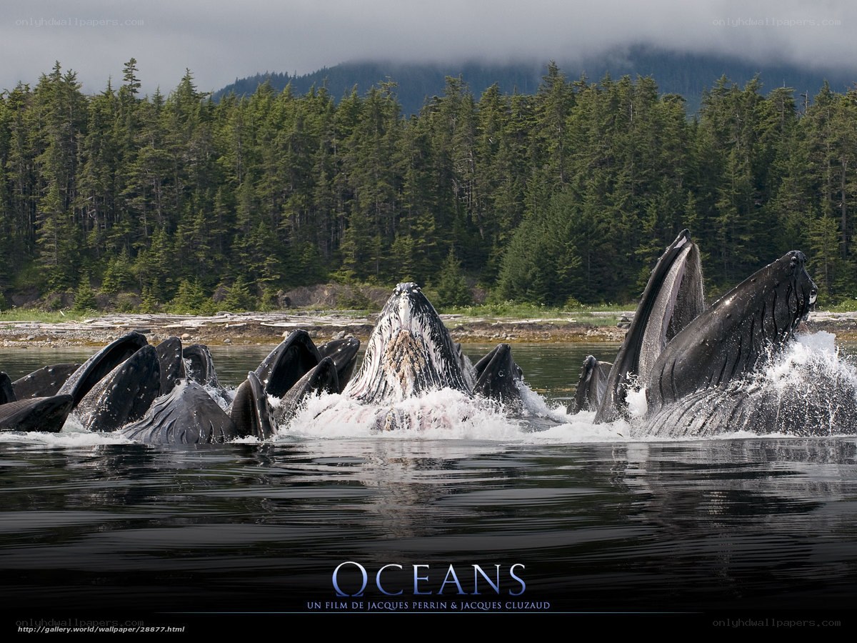 Whales breaching in forested bay