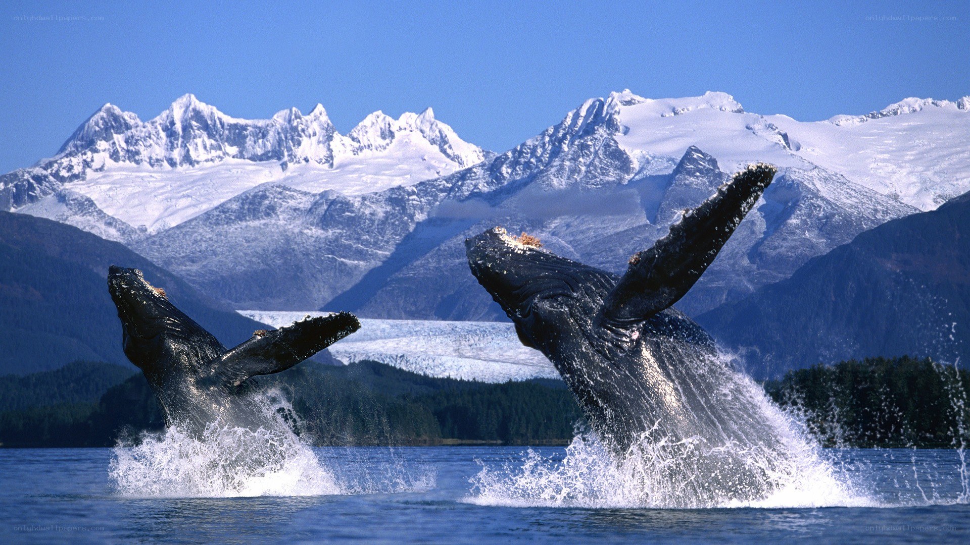 Whales breaching in mountainous landscape