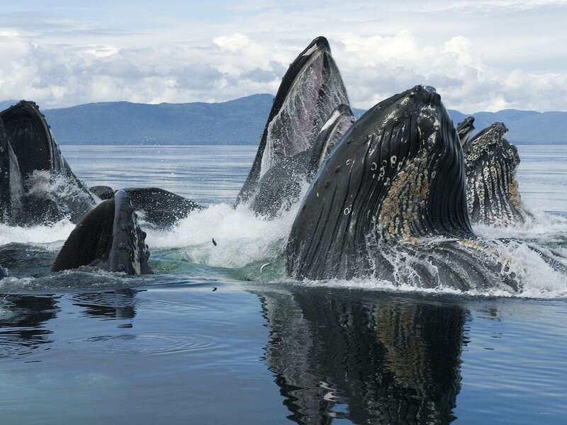 Whales breaching in the ocean