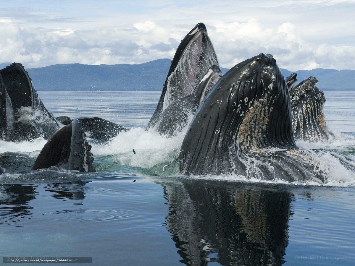 Whales breaching in the ocean
