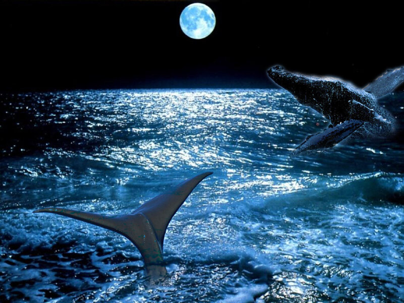 Whales breaching under moonlight